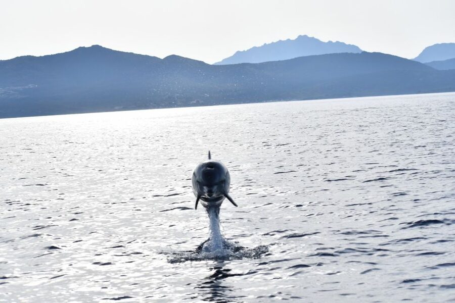 Golfo Aranci: Eco-Friendly Dolphin Watching Boat Trip - Why Figarolo Island is the right place to look