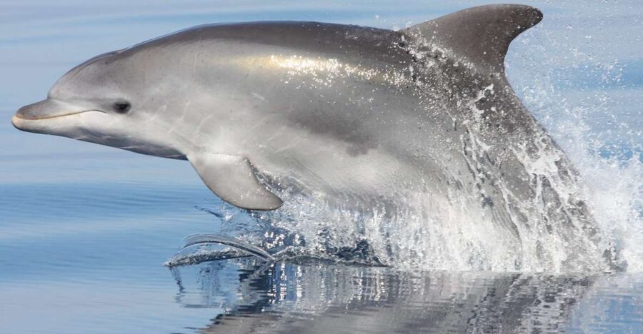 Golfo Aranci: Eco-Friendly Dolphin Watching Boat Trip - Watching the pod without turning it into a chase