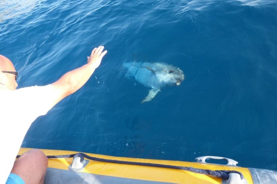 Golfo Aranci: Eco-Friendly Dolphin Watching Boat Trip - Morning or late afternoon: choosing your departure
