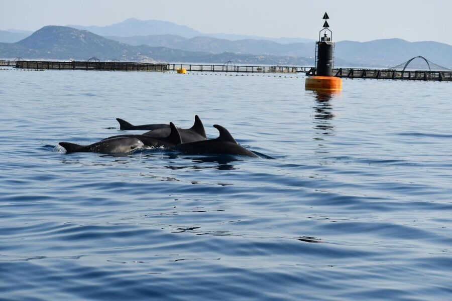 Golfo Aranci: Eco-Friendly Dolphin Watching Boat Trip - What the zodiac ride feels like