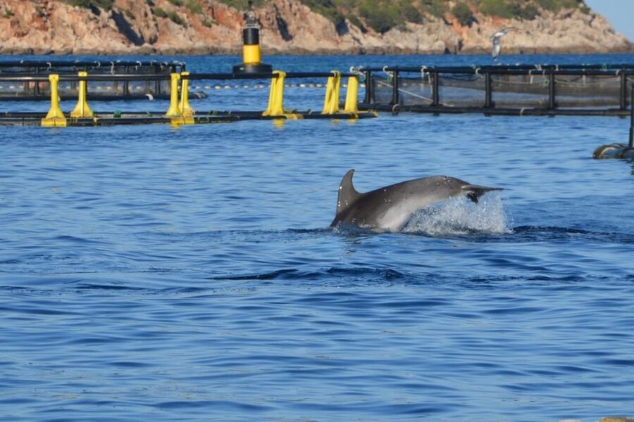 Golfo Aranci: Eco-Friendly Dolphin Watching Boat Trip - Who will enjoy this trip most