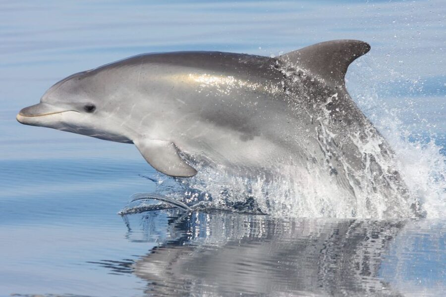 Golfo Aranci: Eco-Friendly Dolphin Watching Boat Trip - From the DST office to the open water