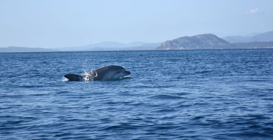 Golfo Aranci: Kayak Tour with Dolphins and Aperitif - What the guides add to the experience