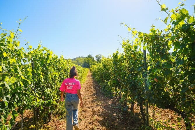 Half day Chianti Vineyard Escape from Florence with Wine Tastings - First winery: a practical introduction to Chianti