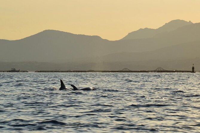 Kayak tour with aperitif and dolphins - The Sardinian aperitif on the island