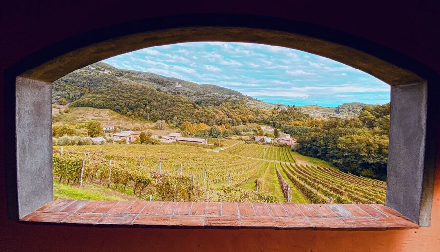 Lucca: Guided Winery Tour with Wine Tasting - Practical tips for a smoother visit