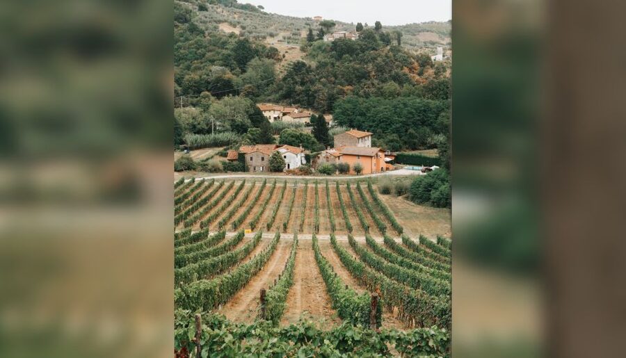 Lucca: Guided Winery Tour with Wine Tasting - Olive oil, breadsticks, and optional food