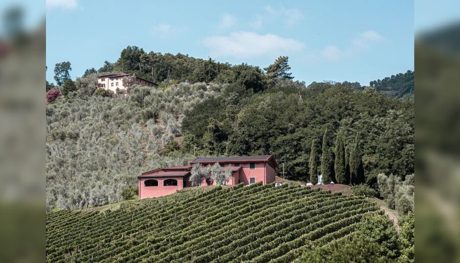 Lucca: Guided Winery Tour with Wine Tasting - Who will enjoy this tasting most