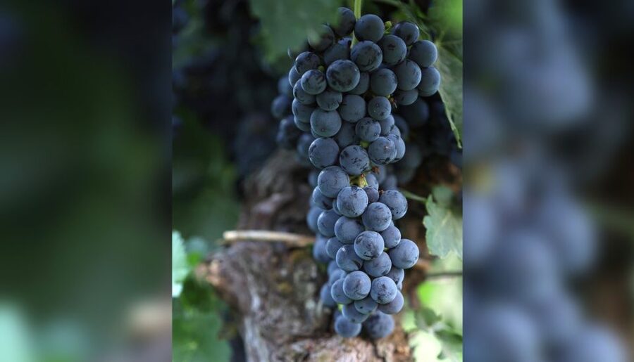 Lucca: Guided Winery Tour with Wine Tasting - Finding Tenuta Adamo in the hills above Lucca