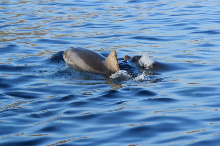 Olbia: Dolphin Watching and Snorkeling Boat Tour - Cape Figari brings the big views