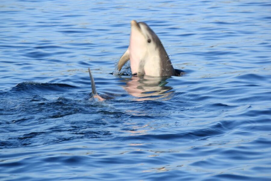 Olbia: Dolphin Watching and Snorkeling Boat Tour - Is $77 a fair price?