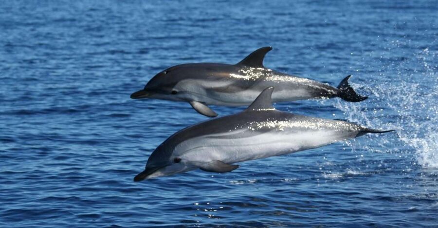 Olbia: Dolphin Watching & Snorkeling Boat Tour near Figarolo - Key points to know before you go