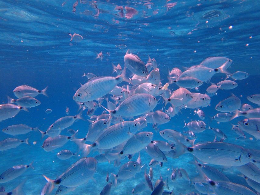 Olbia: Dolphin Watching & Snorkeling Boat Tour near Figarolo - Practical packing advice for Olbia’s open sea