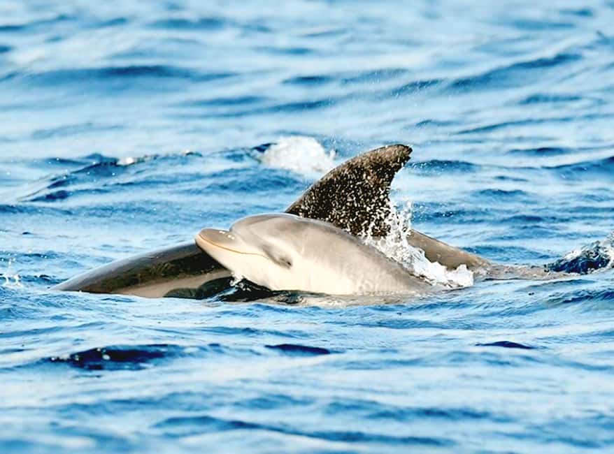Olbia: Dolphin Watching & Snorkeling Boat Tour near Figarolo - Why this Olbia boat trip is worth your time