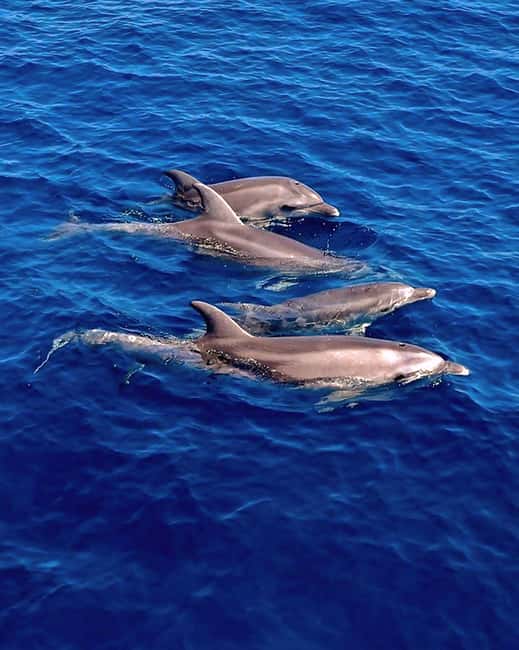 Olbia: Dolphin Watching & Snorkeling Boat Tour near Figarolo - Isola di Figarolo: snorkeling in clear Sardinian water