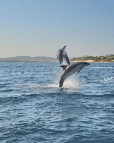 Dolphin Watching & Snorkeling Boat Tour near Figarolo