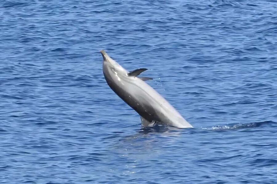 Olbia: Dolphin Watching & Snorkeling Boat Tour near Figarolo - Cala Moresca: swimming, snorkeling, and Sardinian snacks