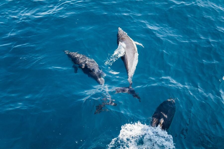Olbia: Dolphin Watching & Snorkeling Boat Tour near Figarolo - What the $77 price really covers