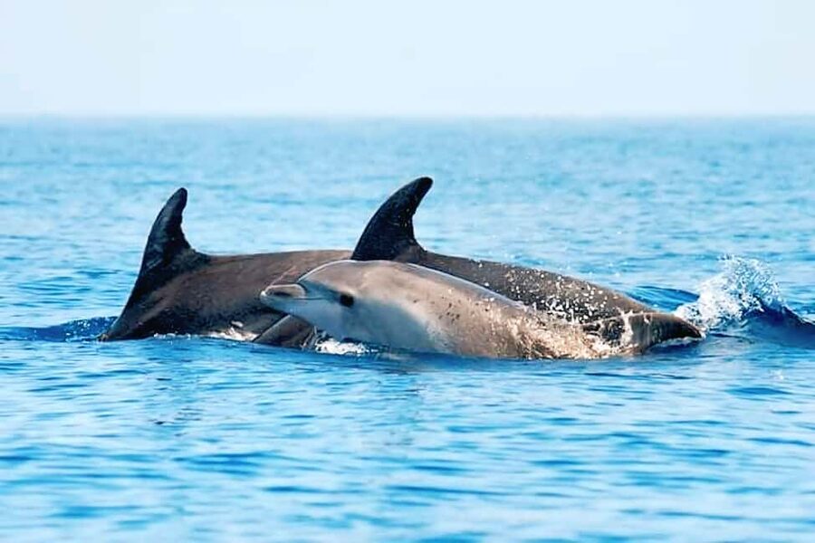 Olbia: Dolphin Watching & Snorkeling Boat Tour near Figarolo - Who should book this small-group excursion