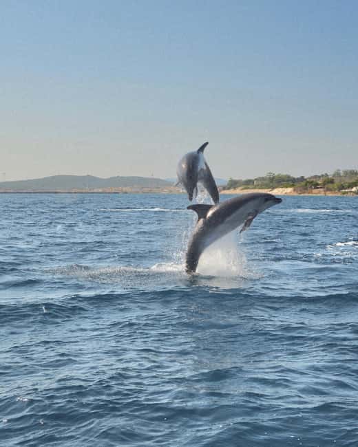 Olbia: Dolphin Watching & Snorkeling Boat Tour near Figarolo - Leaving Moys Marina with only 10 people aboard