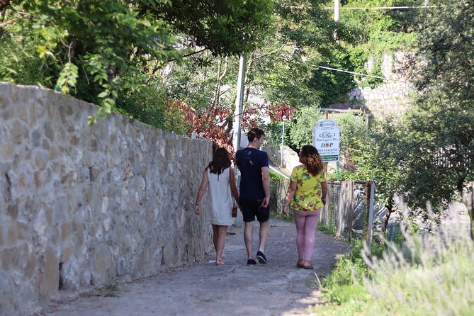 Olive oil tasting in Sorrento - Walking among the old olive trees