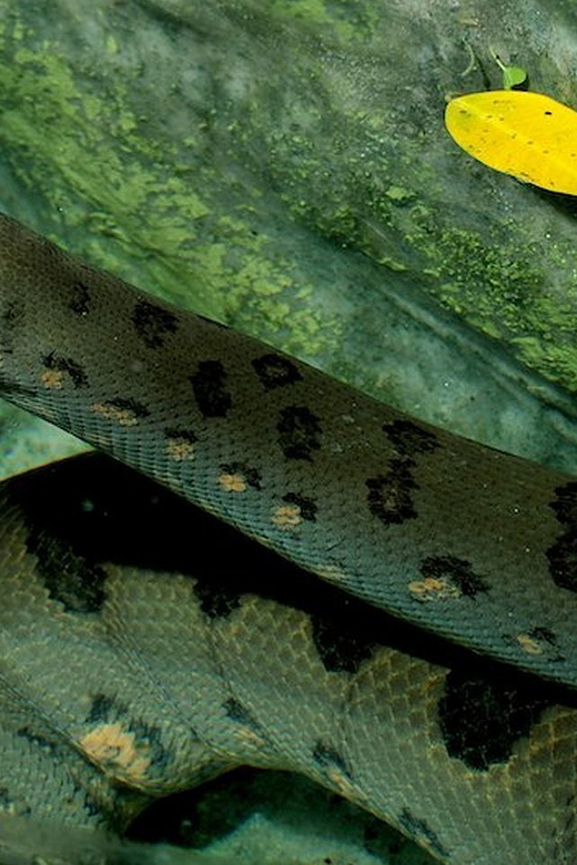 Rome: Bioparco di Roma Zoological Garden Entry Ticket - How long you need for the animal route