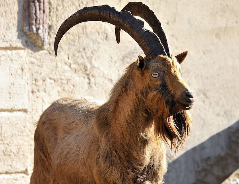 Rome: Bioparco di Roma Zoological Garden Entry Ticket - Should you book the Bioparco ticket?
