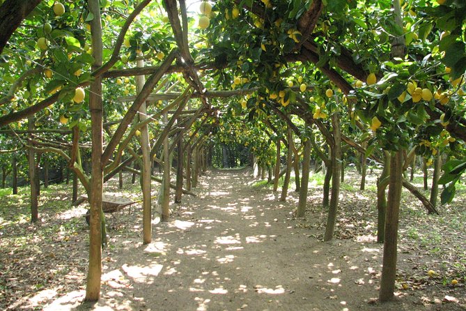 Sorrento Farm and Food Experience including Olive Oil, Limoncello, Wine tasting - Leaving Sorrento for La Masseria Farm