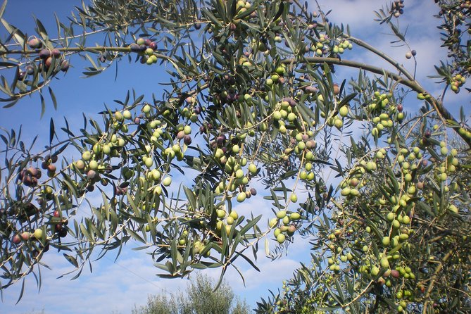 Sorrento Farm and Food Experience including Olive Oil, Limoncello, Wine tasting - A hillside farm shaped by four generations