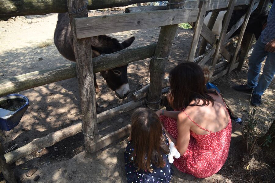 Sorrento: Farm Tour with Cheese Tasting & Pizza Making Class - What the experience is worth
