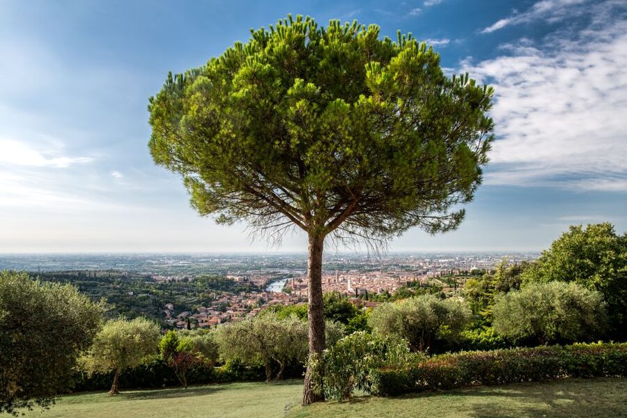 Verona: Wine Tasting with Snacks and Panoramic Views - Local cold cuts and cheeses at the table