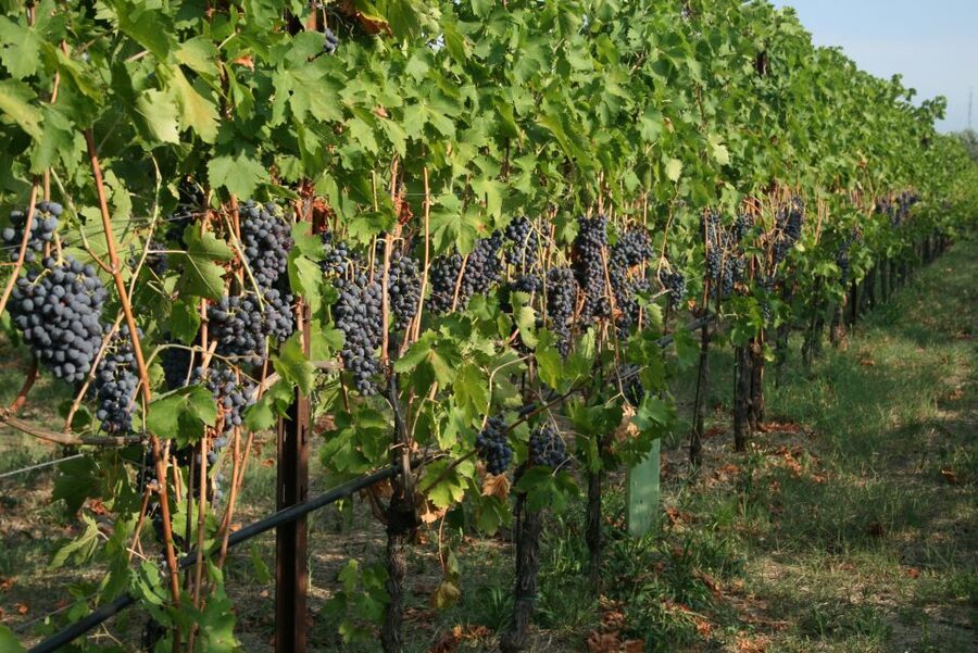 Verona: Wine Tasting with Snacks and Panoramic Views - Timing, weather, and practical choices